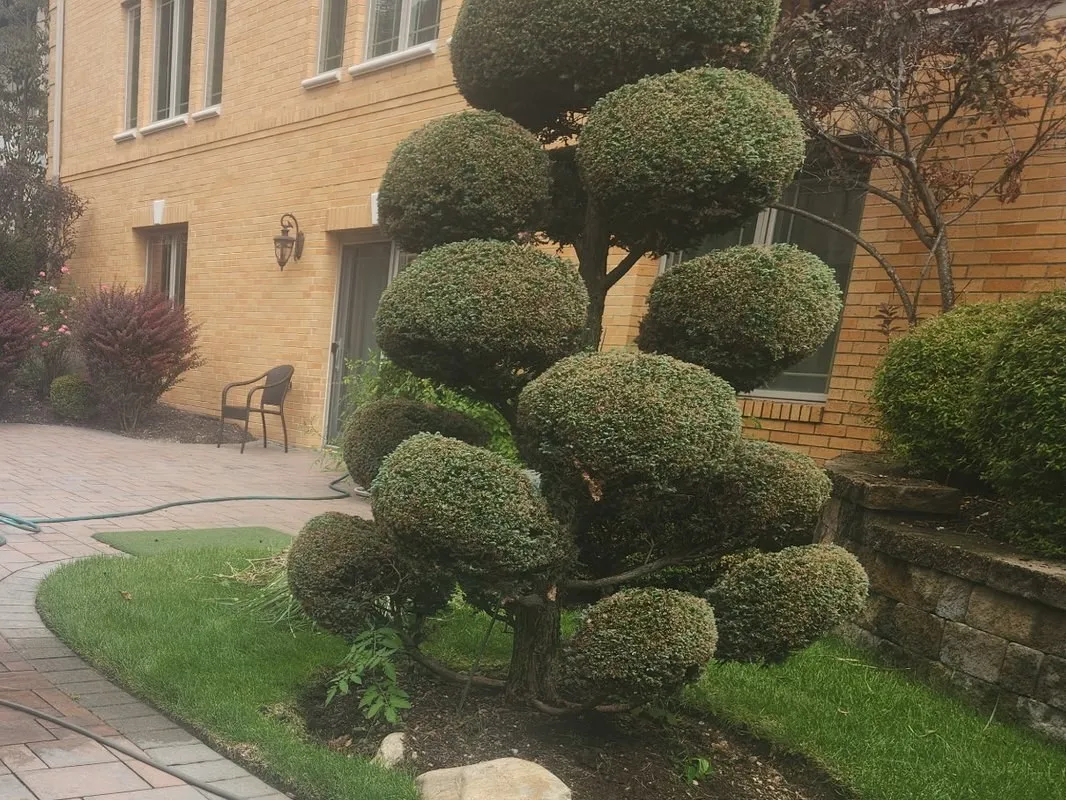 A tall, multi-tiered topiary shrub sculpted into rounded, cloud-pruned tiers in a garden bed